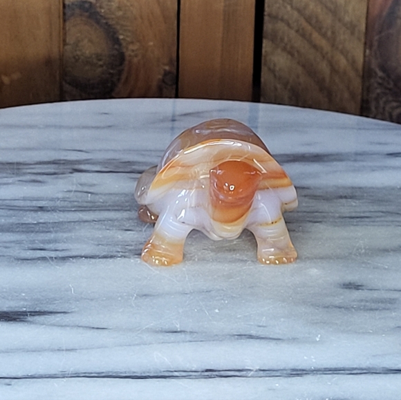 Xarnelian Land Tortoise - Picture 8 of 16